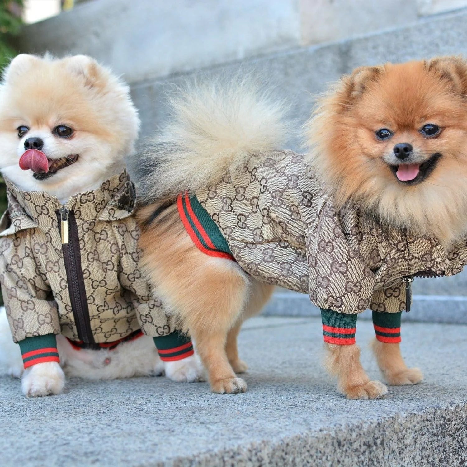 Urban Dogs Designer Coat