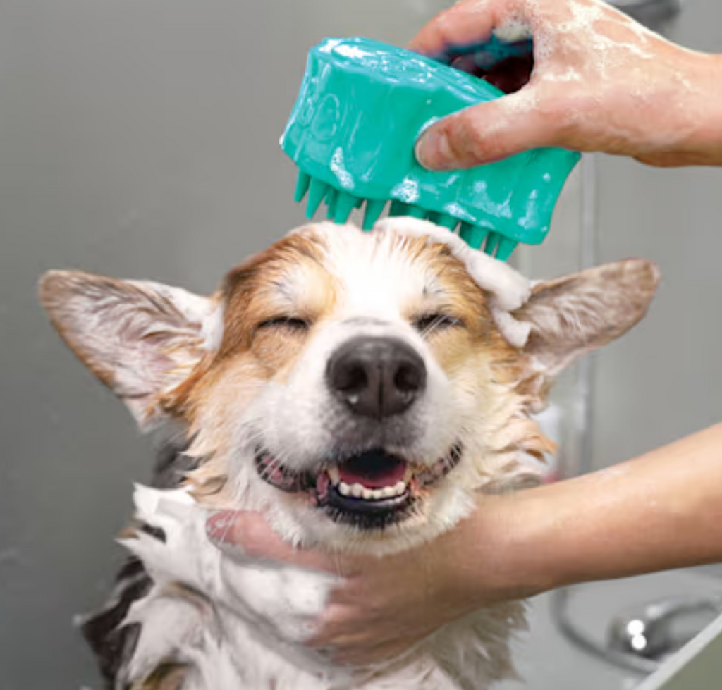 KONG ZoomGroom Bubbles 4" Dog Brush Soap Dispenser - Large - Aqua