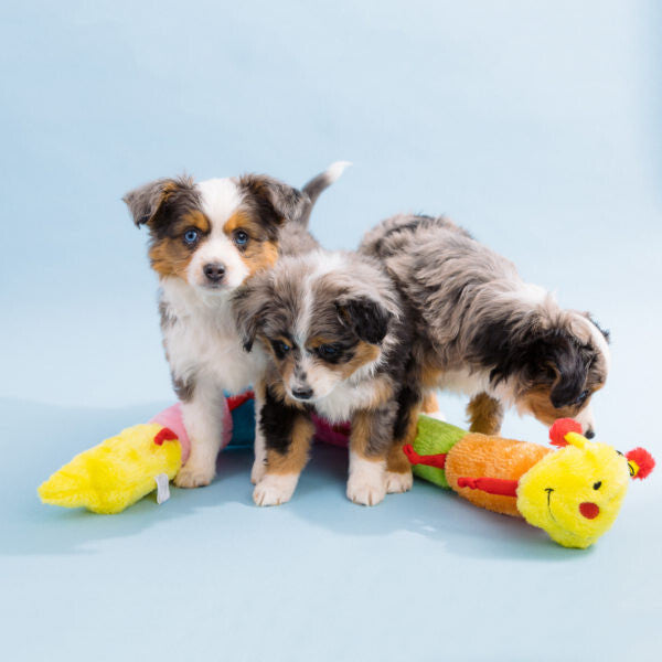 Zippy Paws - Caterpillar 6-Blaster Squeaker Toy