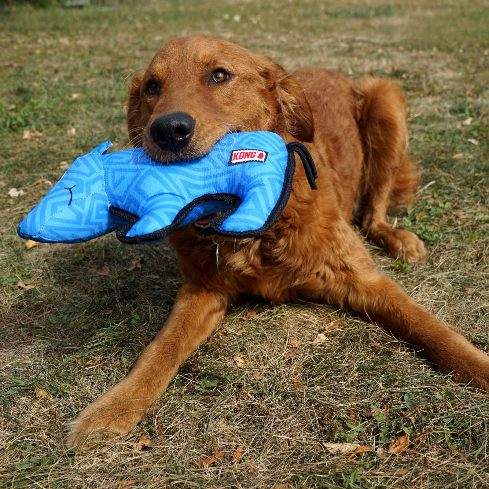 KONG Ballistic Rhino Durable Shake Toy