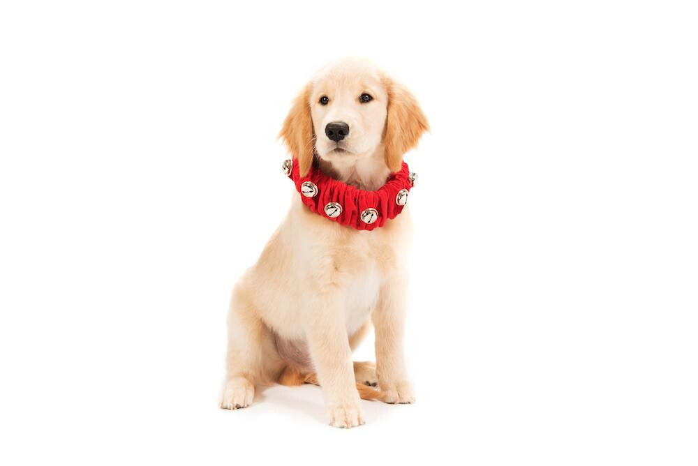 Christmas Jingle Bell Collar