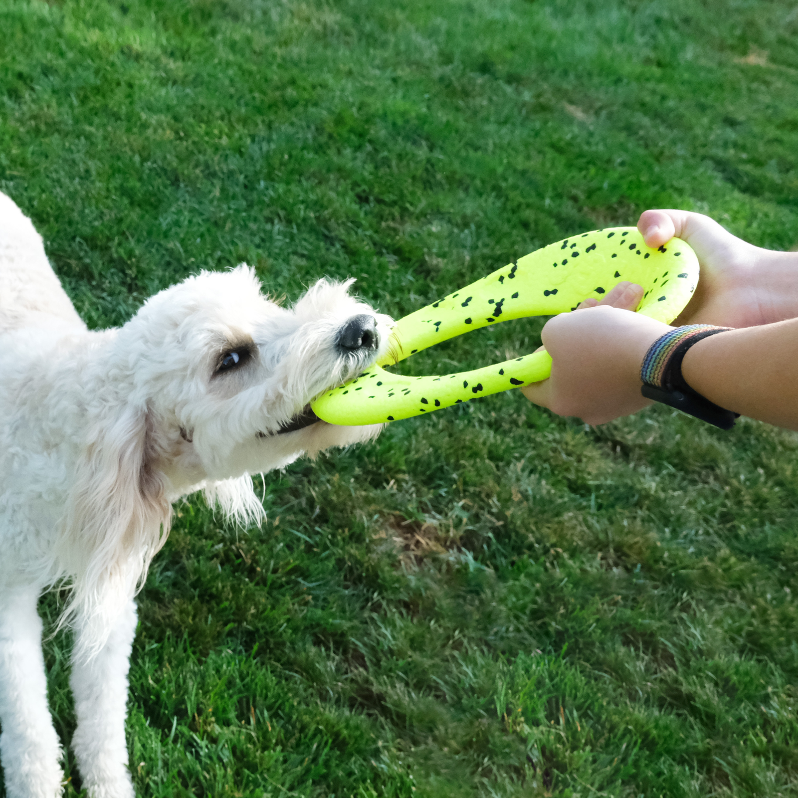 KONG® Reflex Flyer Floating Tough Flexible Toy