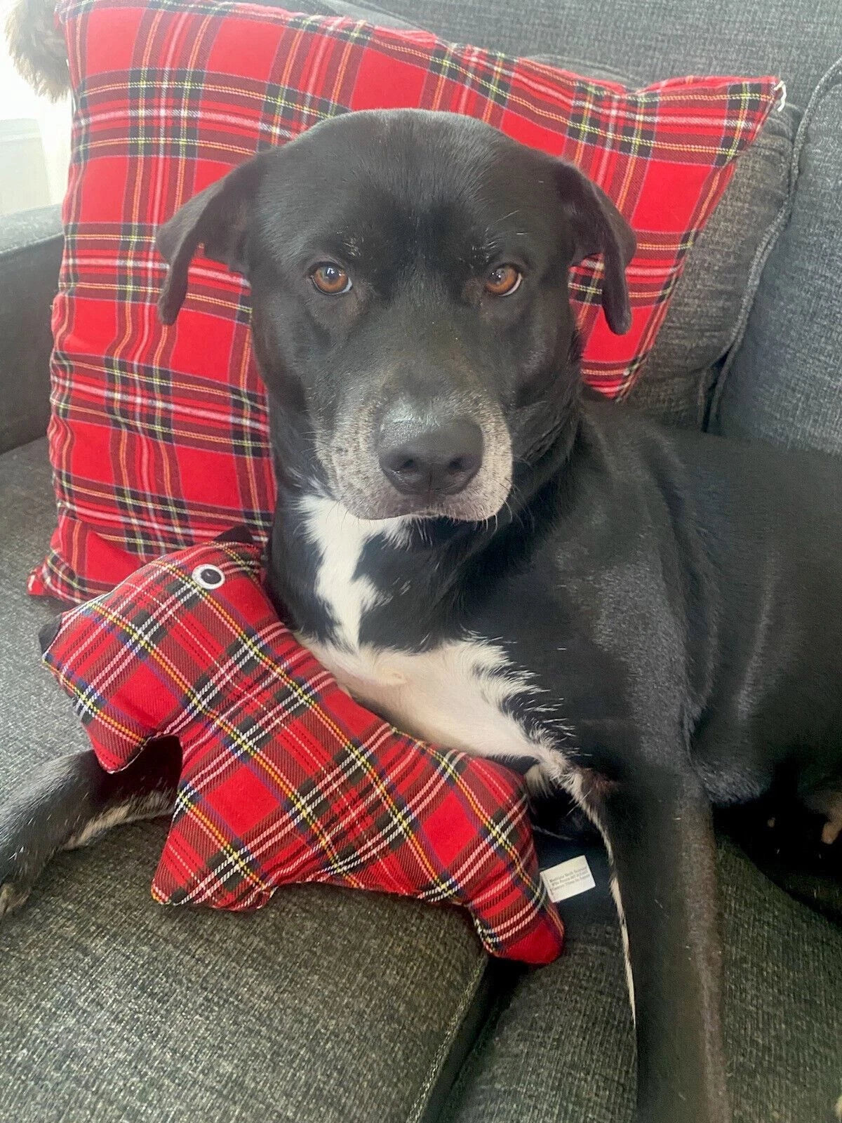 Harry Barker Quilted Harness + Soft Plaid Squeaker Toy Set - Small